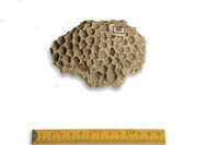 F 00065
<br/>
<br/>
<em></em>